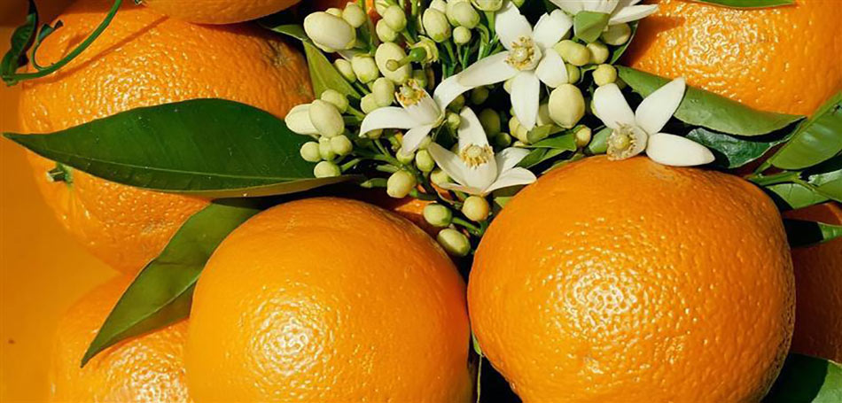 Γιορτή Πορτοκαλιού στο Άργος