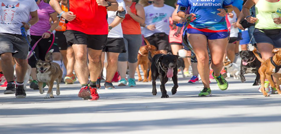 Penny Marathon