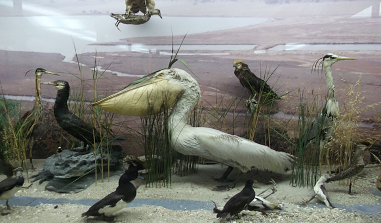 moyseio-fisikis-istorias-ksanthis