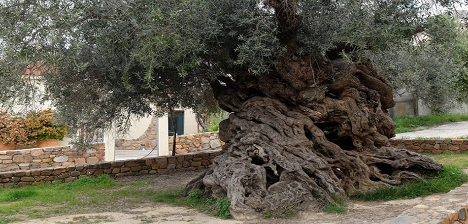Τα Μνημειακά Ελαιόδεντρα της Κρήτης στο επίκεντρο γυρισμάτων ντοκιμαντέρ γερμανικού τηλεοπτικού καναλιού