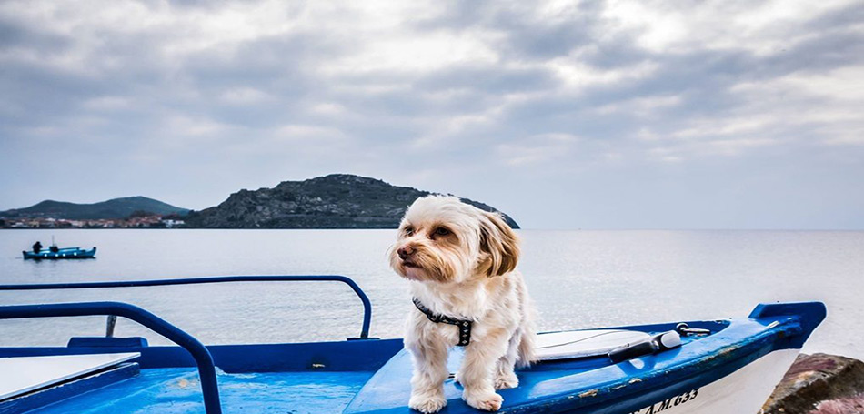 Διεθνής Έκθεση Μορφολογίας Σκύλων στη Χίο